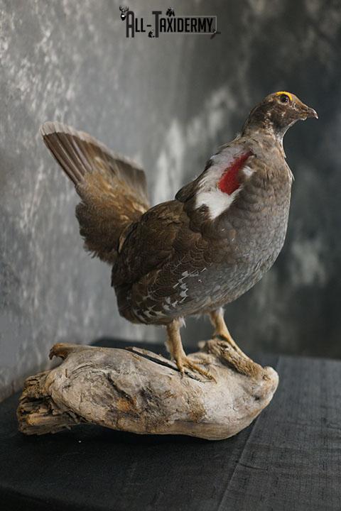 Dusky blue Grouse taxidermy mount SKU 2303 - Image 6