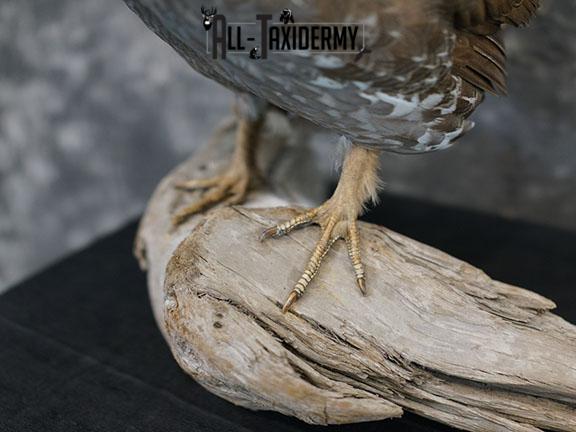 Dusky blue Grouse taxidermy mount SKU 2303 - Image 5