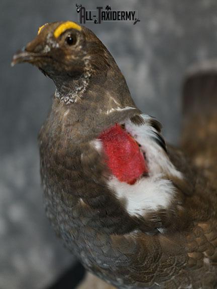 Dusky blue Grouse taxidermy mount SKU 2303 - Image 4