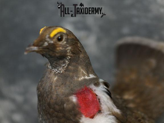 Dusky blue Grouse taxidermy mount SKU 2303 - Image 3