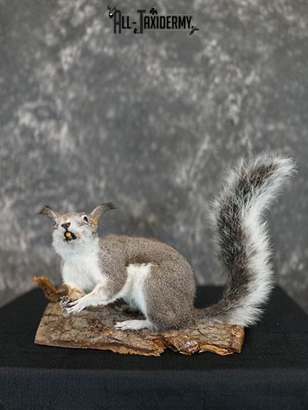 Abert's Squirrel taxidermy mount SKU 2302