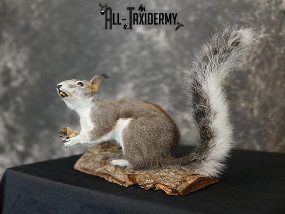 Abert's Squirrel taxidermy mount SKU 2302 - Image 2