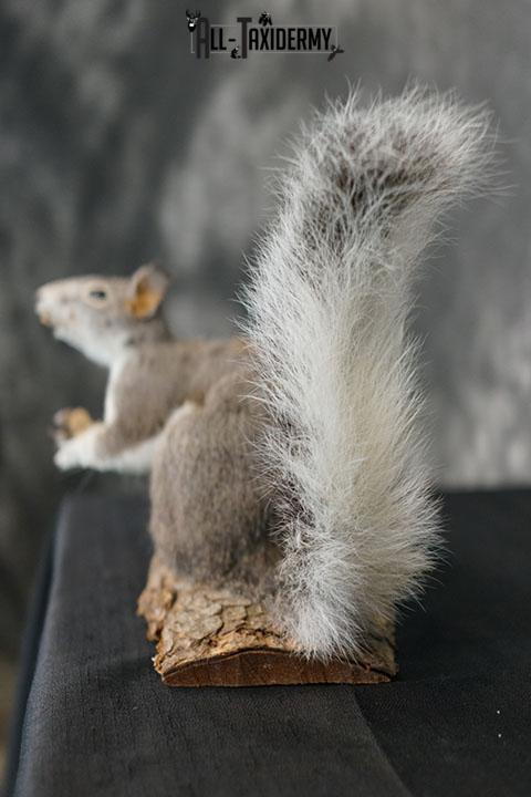 Abert's Squirrel taxidermy mount SKU 2302 - Image 7