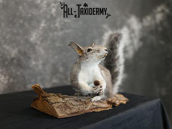 Abert's Squirrel taxidermy mount SKU 2302 - Image 6