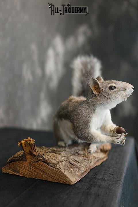 Abert's Squirrel taxidermy mount SKU 2302 - Image 5