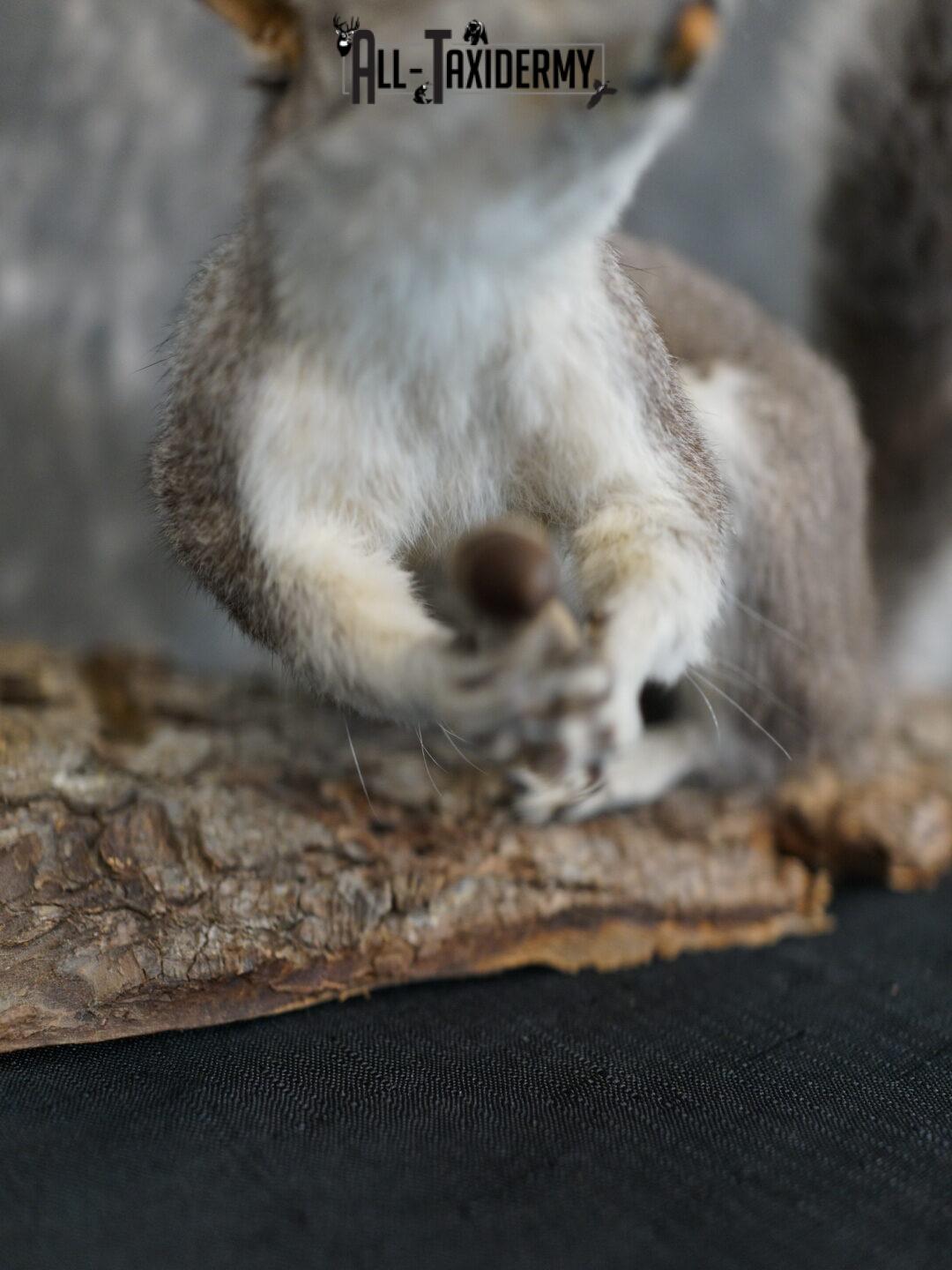 Abert's Squirrel taxidermy mount SKU 2302 - Image 4
