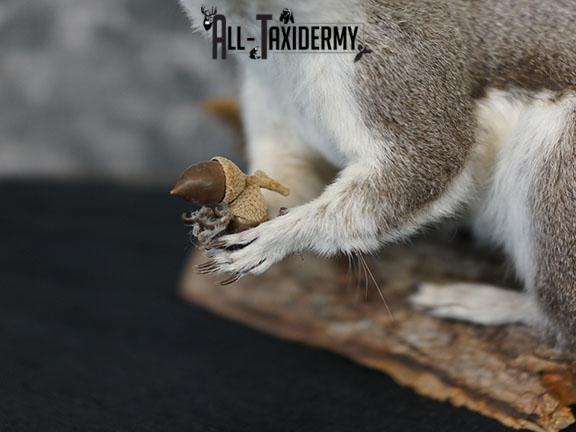 Abert's Squirrel taxidermy mount SKU 2302 - Image 3