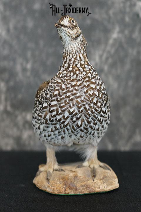 Sharp-tailed Grouse taxidermy mount SKU 2301 - Image 2