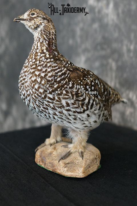 Sharp-tailed Grouse taxidermy mount SKU 2301