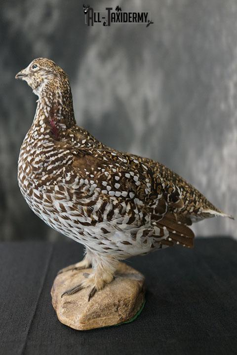 Sharp-tailed Grouse taxidermy mount SKU 2301 - Image 6