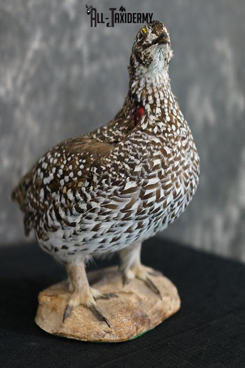 Sharp-tailed Grouse taxidermy mount SKU 2301 - Image 5