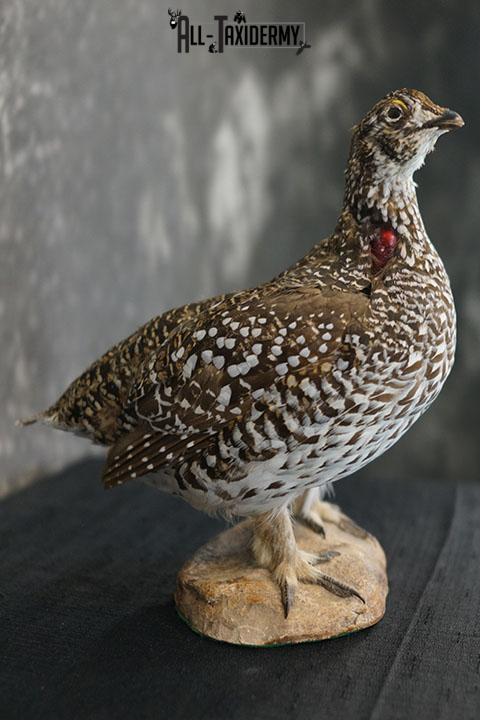 Sharp-tailed Grouse taxidermy mount SKU 2301 - Image 4