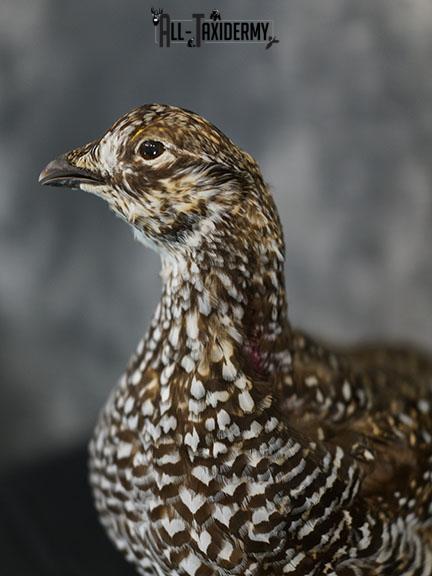 Sharp-tailed Grouse taxidermy mount SKU 2301 - Image 3