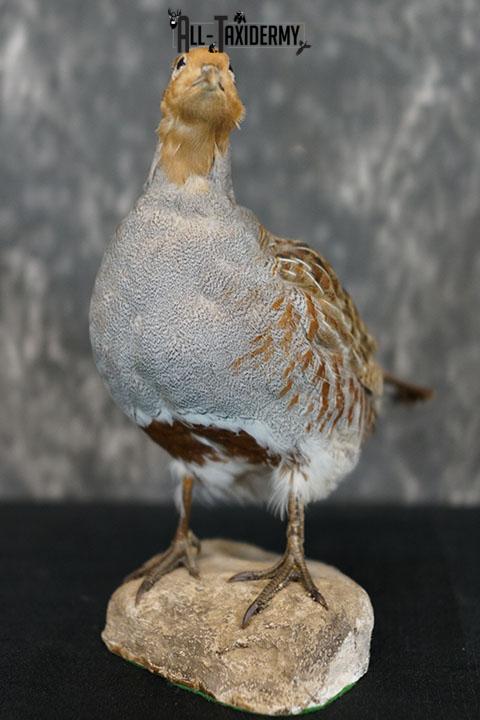 Grey Partridge taxidermy mount SKU 2300 - Image 2