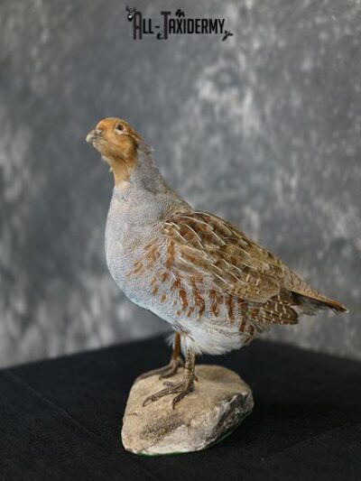 Grey Partridge taxidermy mount SKU 2300