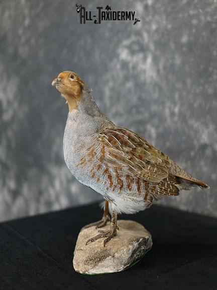 Grey Partridge taxidermy mount SKU 2300