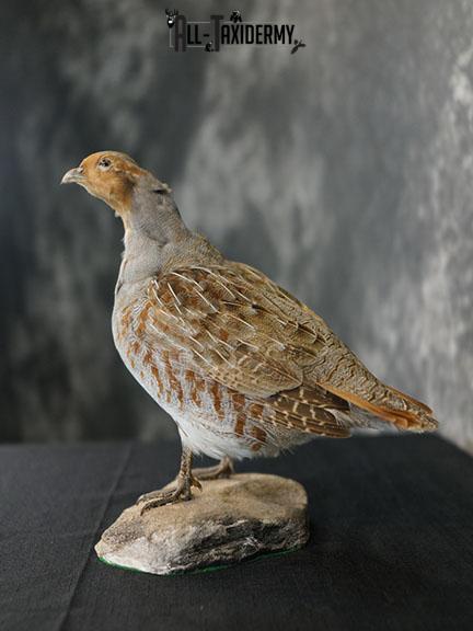 Grey Partridge taxidermy mount SKU 2300 - Image 6