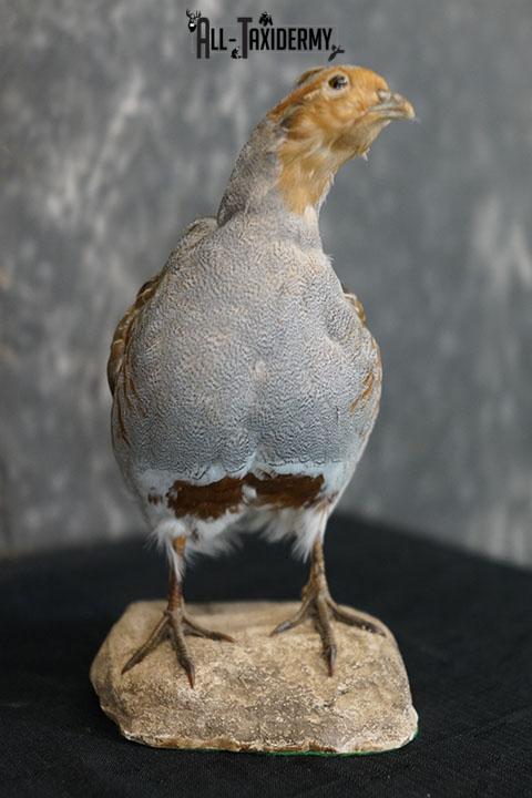 Grey Partridge taxidermy mount SKU 2300 - Image 5