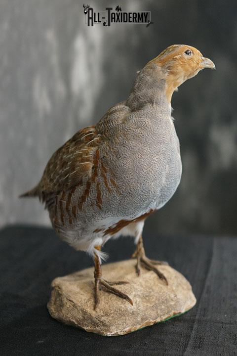 Grey Partridge taxidermy mount SKU 2300 - Image 4
