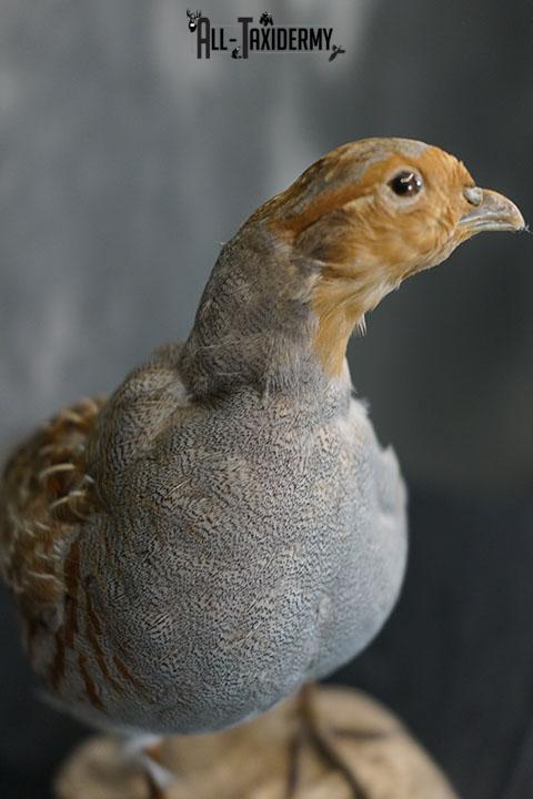 Grey Partridge taxidermy mount SKU 2300 - Image 3