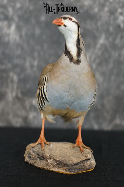 Chukar Partridge taxidermy mount SKU 2299 - Image 2
