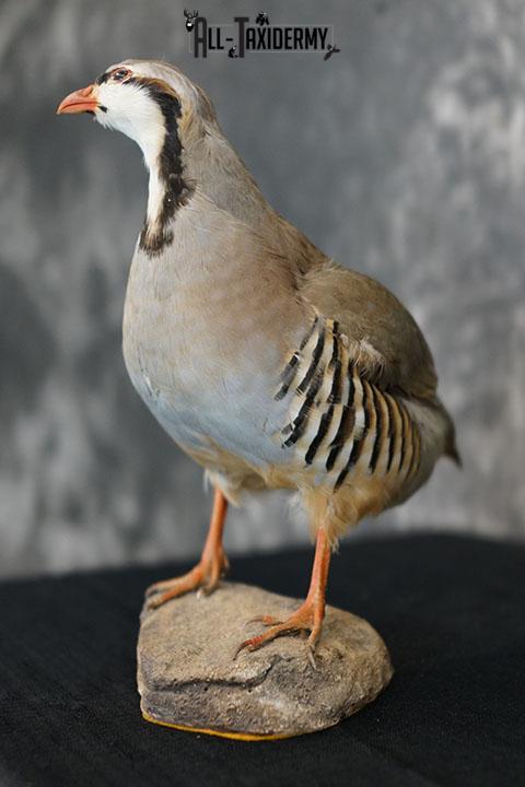 Chukar Partridge taxidermy mount SKU 2299 - Image 7