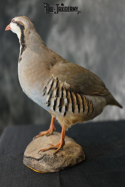 Chukar Partridge taxidermy mount SKU 2299 - Image 6