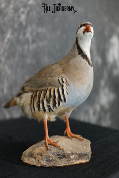 Chukar Partridge taxidermy mount SKU 2299