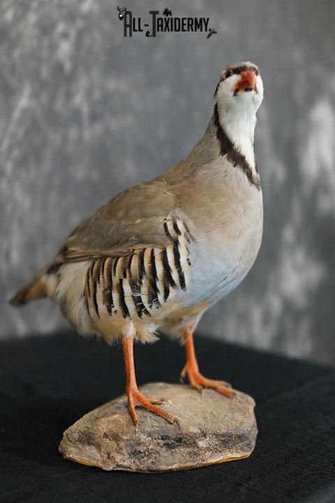 Chukar Partridge taxidermy mount SKU 2299