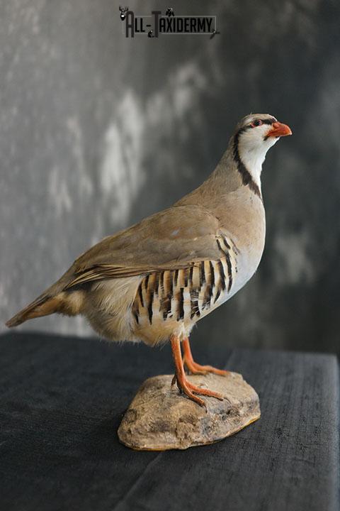 Chukar Partridge taxidermy mount SKU 2299 - Image 4