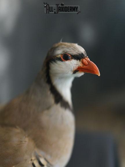 Chukar Partridge taxidermy mount SKU 2299 - Image 3