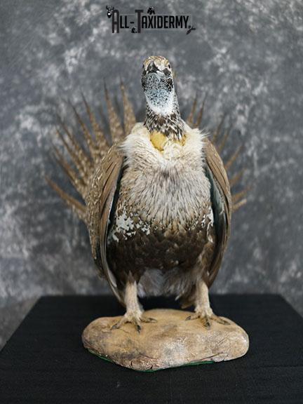 Greater sage grouse taxidermy mount SKU 2298 - Image 2
