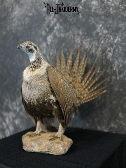 Greater sage grouse taxidermy mount SKU 2298 - Image 9