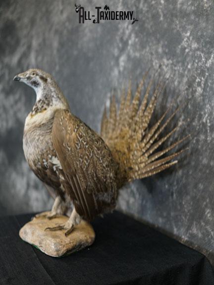 Greater sage grouse taxidermy mount SKU 2298 - Image 8