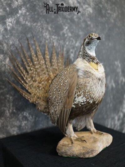 Greater sage grouse taxidermy mount SKU 2298
