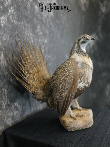 Greater sage grouse taxidermy mount SKU 2298 - Image 6