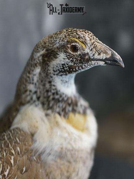 Greater sage grouse taxidermy mount SKU 2298 - Image 5