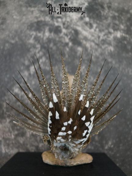 Greater sage grouse taxidermy mount SKU 2298 - Image 4