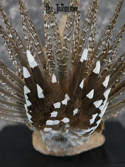 Greater sage grouse taxidermy mount SKU 2298 - Image 3