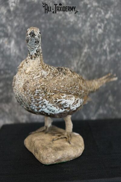 Greater Sage Grouse female taxidermy mount SKU 2297