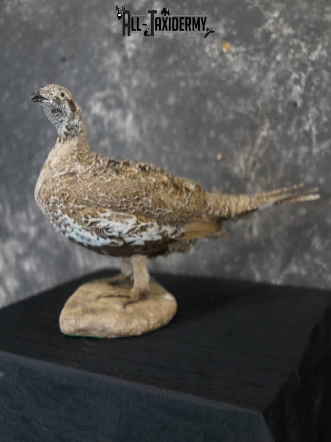 Greater Sage Grouse female taxidermy mount SKU 2297 - Image 2