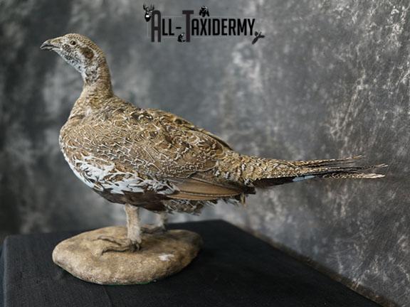 Greater Sage Grouse female taxidermy mount SKU 2297 - Image 6