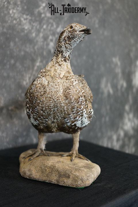 Greater Sage Grouse female taxidermy mount SKU 2297 - Image 5