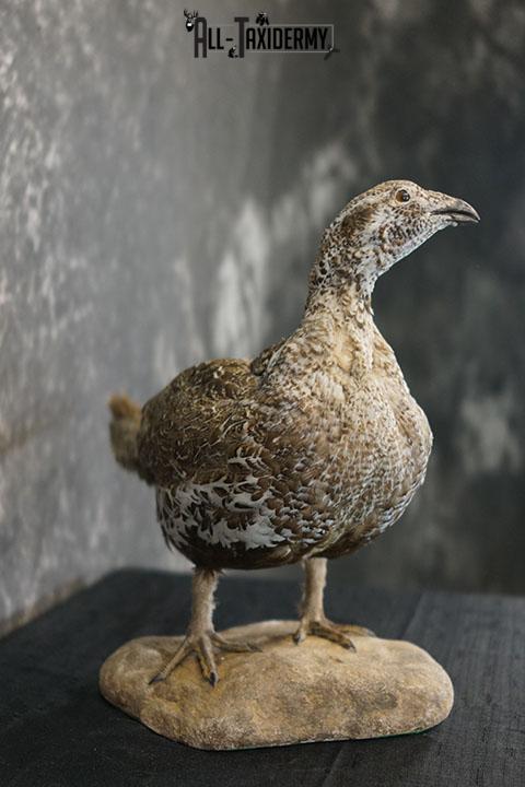 Greater Sage Grouse female taxidermy mount SKU 2297 - Image 4