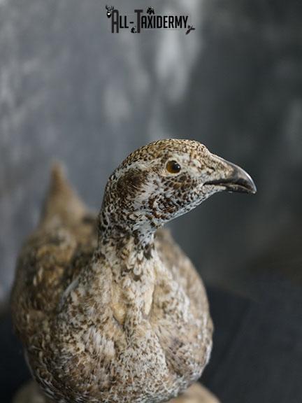 Greater Sage Grouse female taxidermy mount SKU 2297 - Image 3