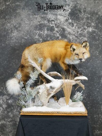 Red Fox hunting chipmunk taxidermy mount SKU 2287