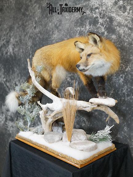 Red Fox hunting chipmunk taxidermy mount SKU 2287 - Image 2