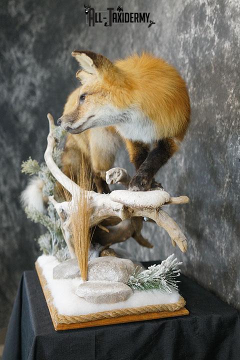 Red Fox hunting chipmunk taxidermy mount SKU 2287 - Image 10
