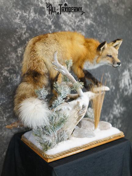 Red Fox hunting chipmunk taxidermy mount SKU 2287 - Image 9