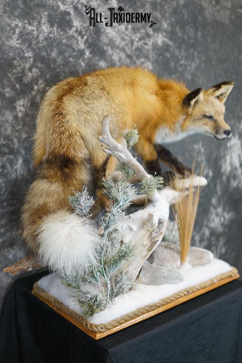 Red Fox hunting chipmunk taxidermy mount SKU 2287 - Image 8